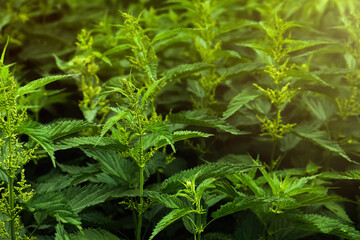 Beautiful green stinging nettle plants growing outdoors