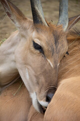 portrait of an antelope