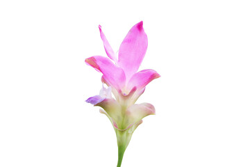 Fototapeta na wymiar Krachiew or Curcuma sessilis flowers pink color Be eaten by insects in white background