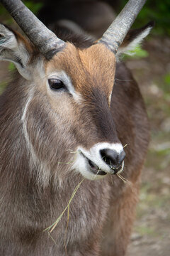 close up of a male impala antelope