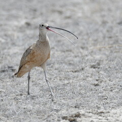 Long-Billed Curlew in the Utah desert calling out