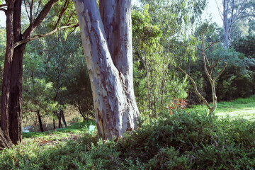 eucalypt tree in the forest on werribee riverbank