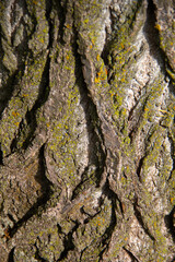 bark of a tree
