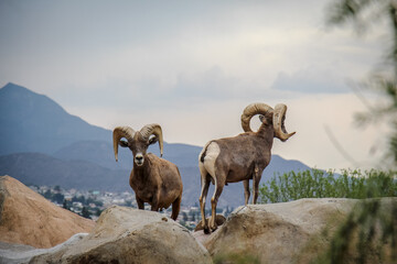 Naklejka premium mountain goats in the mountains