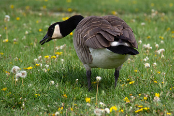 portrait of a Canada goose