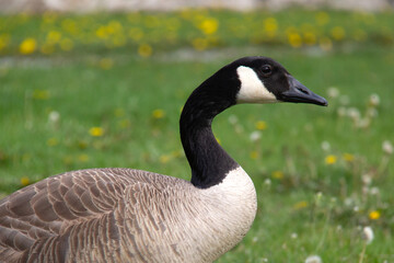 portrait of a Canada goose