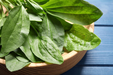 Broadleaf plantain leaves on blue wooden table, closeup