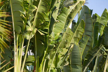 Abaca and palms. Banana textile Palm trees on the coast of the Sinai Peninsula. Date palm and abaca...