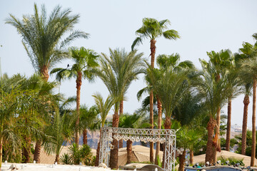 Fototapeta na wymiar Date palms. Palm trees on the coast of the Sinai Peninsula. Date palm in Egypt.