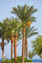 Date palms. Palm trees on the coast of the Sinai Peninsula. Date palm in Egypt.