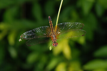 dragonfly on a leaf