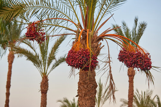 dates on a palm tree close up