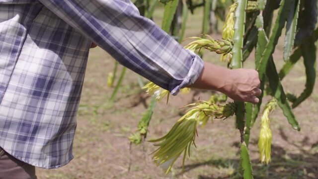 Close up hand farmer use teblet note and chack data Yellow flower of Dragon fruit blooming with harvest in organic fruit farm.