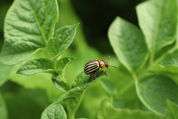 Colorado potato beetle on green plant outdoors, closeup