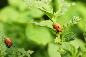Colorado potato beetle larvae on plant outdoors, closeup