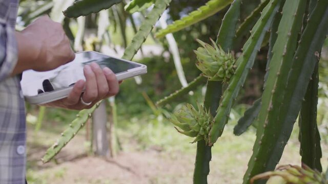 Close up hand farmer use teblet note and chack data Yellow flower of Dragon fruit blooming with harvest in organic fruit farm.