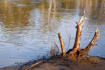 tree stump on river bank in morning light