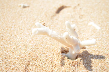 波照間島（ニシ浜）の美しいサンゴ	