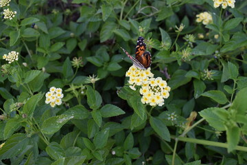butterfly on flower flapping its wings