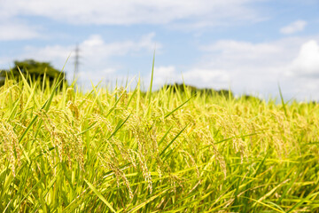 日本の収穫前の米の畑と夏の青空、稲穂