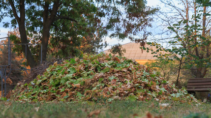  autumn leaves collected in a bunch in the park