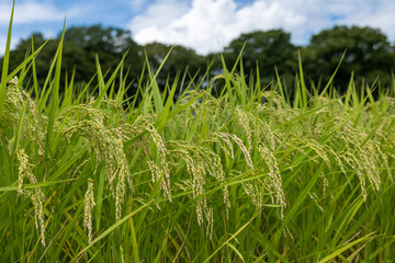 日本の収穫前の米の畑と夏の青空、稲穂