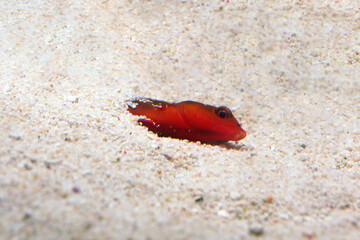 眠る魚　ツユベラ