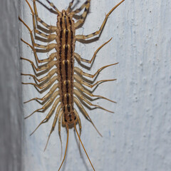 insect, common flycatcher centipede on white wall