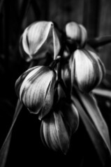 Black and white flower