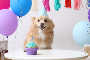 Cute dog wearing party hat at table with delicious birthday cupcake in decorated room