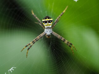 Wasp spider (Argiope bruennichi) on web with prey. Black and yellow stripe Argiope bruennichi wasp spider on web