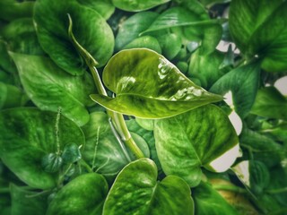 green leaves background