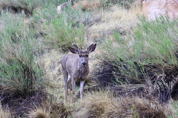 zion national park