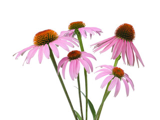 Beautiful blooming echinacea flowers isolated on white