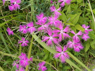 カワラナデシコ