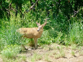 buck in grass