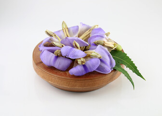 Sea Holly, holly-leaved acanthus, holly mangrove, hargoza, harkata, harkata or Acanthus ilicifolius. studio photo shoot.