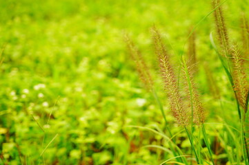 チカラシバと背景緑ぼかし