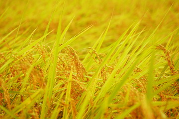 収穫する直前の右側に垂れる黄金の稲穂