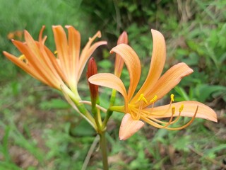 キツネノカミソリ