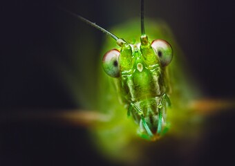 Closeup of a katydid