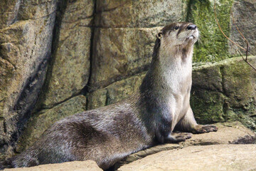 Giant otter at the zoo, Biodome, Montreal, Quebec