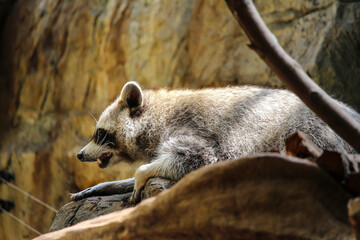 Cute raccoon at the zoo, Biodome, Montreal, Quebec