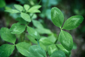 Beautiful clover plant with green leaves growing outdoors, closeup