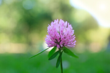 Beautiful violet clover flower on blurred background, closeup