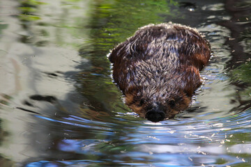 Beaver / Castor at the zoo, Biodome, Montreal, Quebec