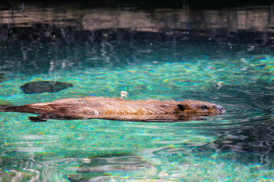 Beaver / Castor at the zoo, Biodome, Montreal, Quebec