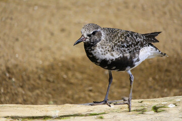 Waterbird at the zoo, Biodome, Montreal, Quebec