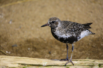 Waterbird at the zoo, Biodome, Montreal, Quebec