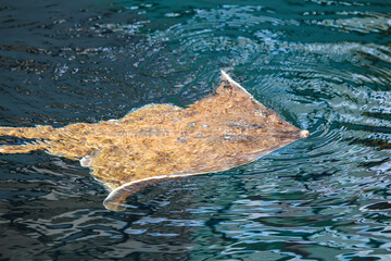 Batoids at the zoo, Biodome, Montreal, Quebec © Simunik